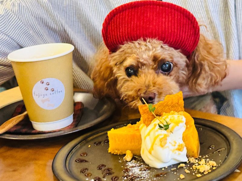 三鷹のカフェ fujiyacoffeeのDOG’S Morning
