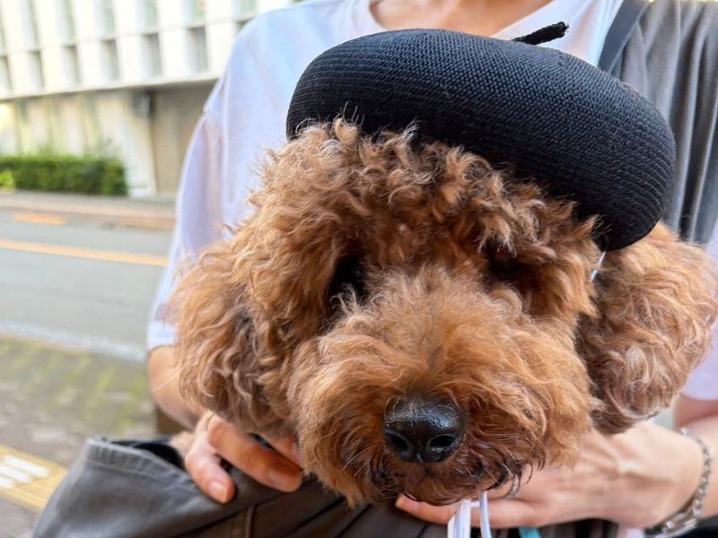 HORNの帽子を着用したわんちゃん