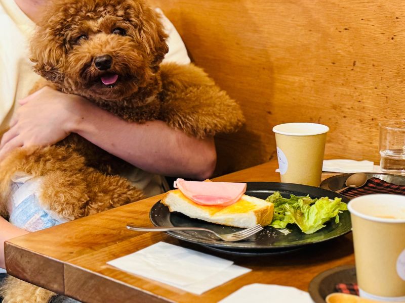 DOG’S Morningに来てくれたわんちゃん