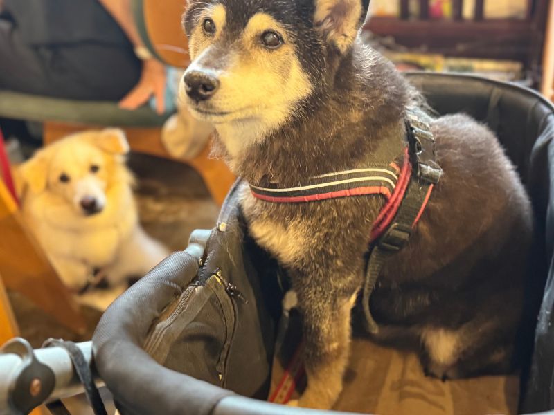 三鷹のfujiyacoffeeで過ごすわんちゃん