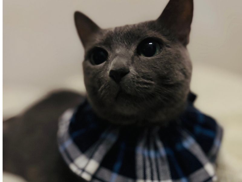 HORNのチェック柄スタイをつけたfujiyacoffeeの猫