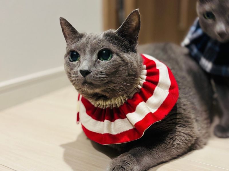 HORNのボーダー柄スタイをつけたfujiyacoffeeの猫